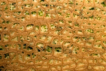 Macro photography of the mesh peel of melon. melon texture