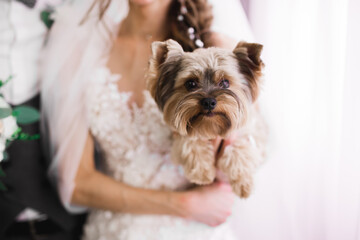 Beautiful luxury bride plays with funny fluffy dog