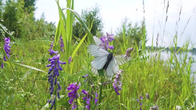 Your favorite summer is in full swing! Butterfly Love Time (whitethorn butterfly, Pieris crataegi, are mating) on Vicea