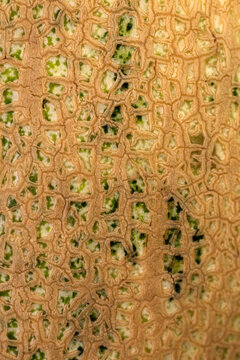 melon texture. Macro photography of the mesh peel of melon.