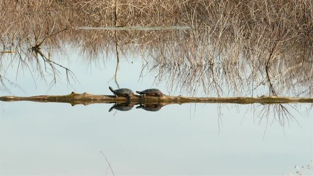 Two turtles at swampy marsh land with dry tree branches, panning shot