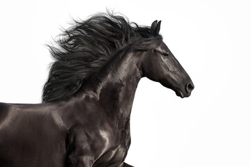 Naklejka na ściany i meble black horse isolated on white