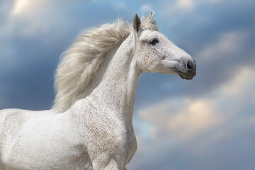 White  horse with long mane run free against sunset sky