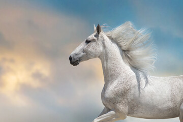 White  horse with long mane run free against sunset sky