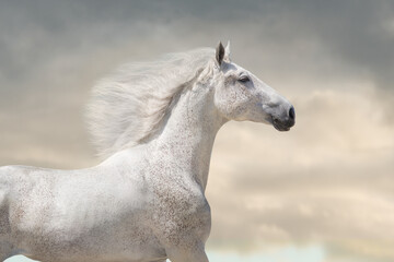 White  horse with long mane run free against sunset sky