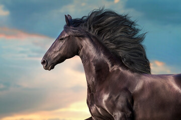 Frisian horse with long mane run gallop against beautiful sky