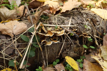 Fungi in closeup, autumn forest 