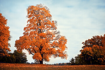 Golden tree in the autumn park