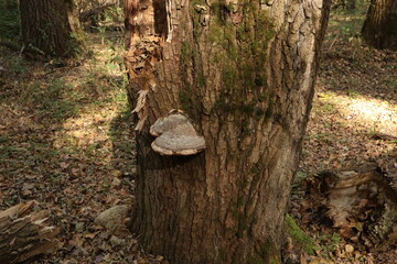 Big dry tinder fungus in the autumn forest 