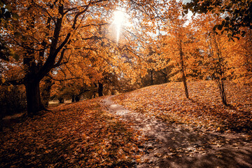 Path in the autumn park
