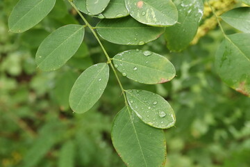 amorpha fruticosa in the rainy autumn forest 