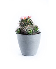 Mammillaria cactus in a pot isolated on white background