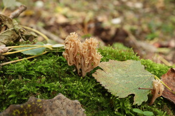 Clavicorona pyxidata in the autumn forest