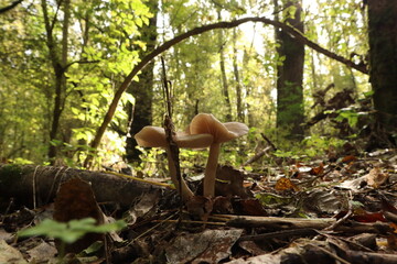 Clitocybe fragrans in the autumn forest 