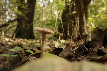 Clitocybe fragrans in the autumn forest 