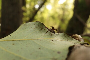 Lycosidae on the leaf in the autumn forest 