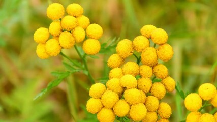 Tansy, Tanacetum vulgare, pest repellent and medicinal plant with flower
