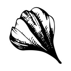 Daisy flower petal. Vector linear illustration. Black and white graphics.