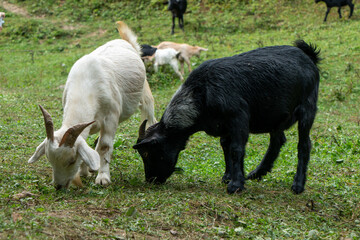 Goats are grazing on the grass