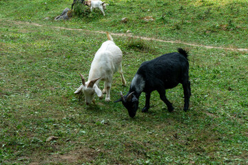 Goats are grazing on the grass