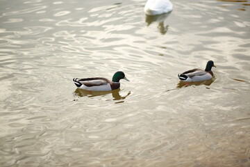 ducks on the water