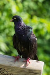 A rock pigeon closeup in saarland at summer, copy space