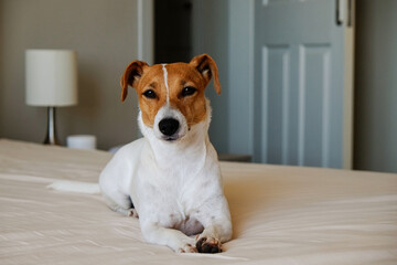 Cute Jack Russel terrier puppy with big ears waiting for the owner on a bed with blanket and pillows. Small adorable doggy with funny fur stains alone in bed. Close up, copy space, background.