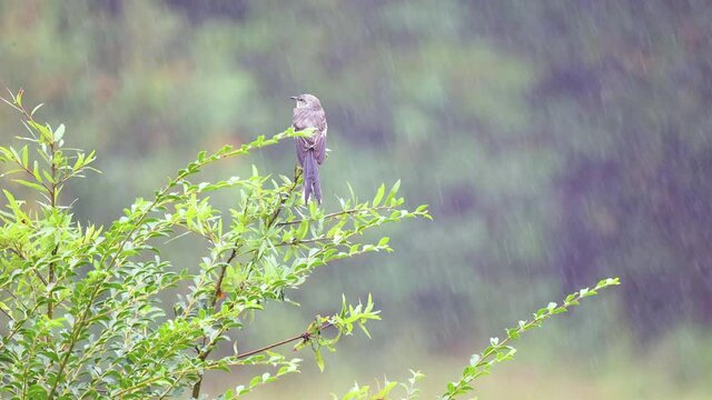 Northern Mockingbird on a bush branch in the rain, resting, slow motion