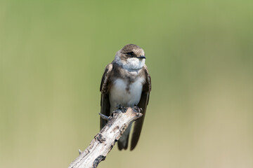 Sand martin (Riparia riparia) or European sand martin perched on a branch. Isolated bird on a blurred light background