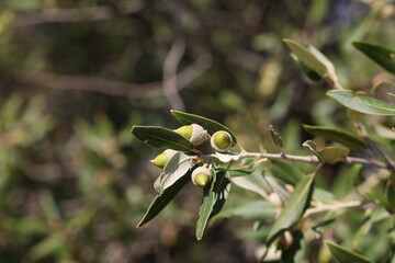 Green fruits similar to the acorns of an oak