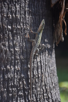 lizard on a tree