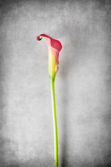 A calla flower on a textured background. A delicate calla flower on its side