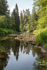 mountain river in the forest