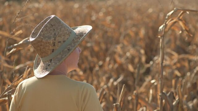 Female agronomist and farmer standing in ripe harvest ready dent corn field