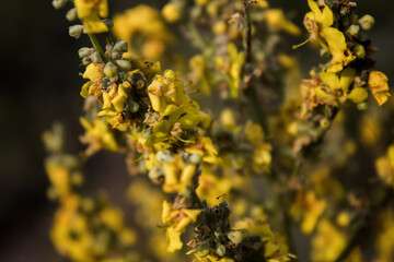 Yellow flowers of creeping buttercup. Ranunculus repens. Floral background.