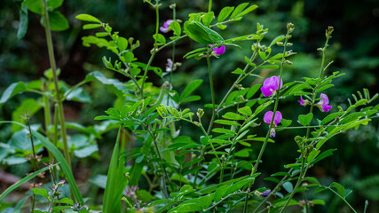 Amazing image of Tephrosia purpurea plant flower in India