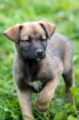german shepherd dog