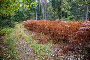 autumn in the forest