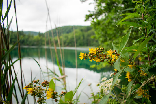 landscape with flowers and lake