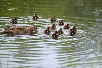 ducks in the water