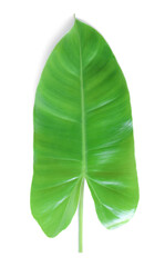 Obraz premium Tropical leaves on white background