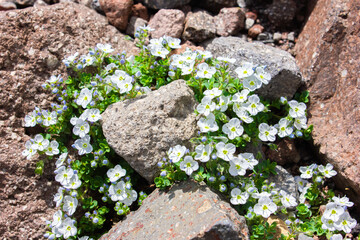 small white flowers grow on stone
