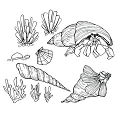 Cancer hermit, cancer. Shells, mollusk, punished. Seaweed. Hand-drawn graphics, water world, wildlife. Background for children and adults. For painting, textiles, design, coloring, print.  - 461731488