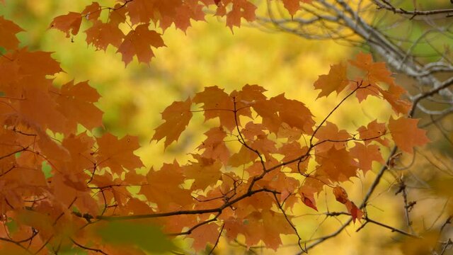 Beautiful golden yellow maple leaves basking in the autumn sun