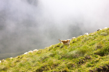 A goat stands on a mountainside against a background of fog