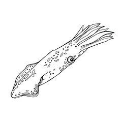 Squid. Hand-drawn graphics, water world, wildlife. Background for children and adults. For painting, textiles, design, coloring, print. Stock illustration. Isolate on white. - 461731821