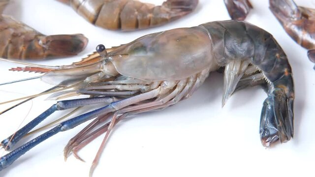 close up of king prawn on table.