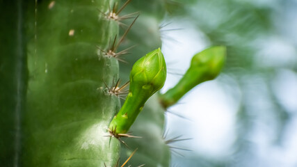 Cereus Plant (arumuga kalli) and cactus flower in India.