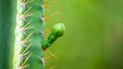 Cereus Plant (arumuga kalli) and cactus flower in India.