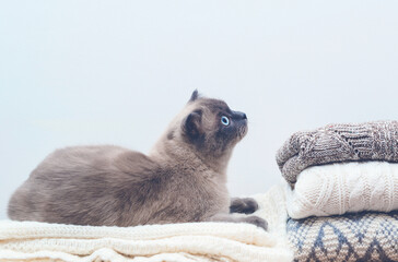 Fluffy pet in wardrobe. Cozy home background. Autumn, winter season knitwear. Knitted color clothes, vintage style.